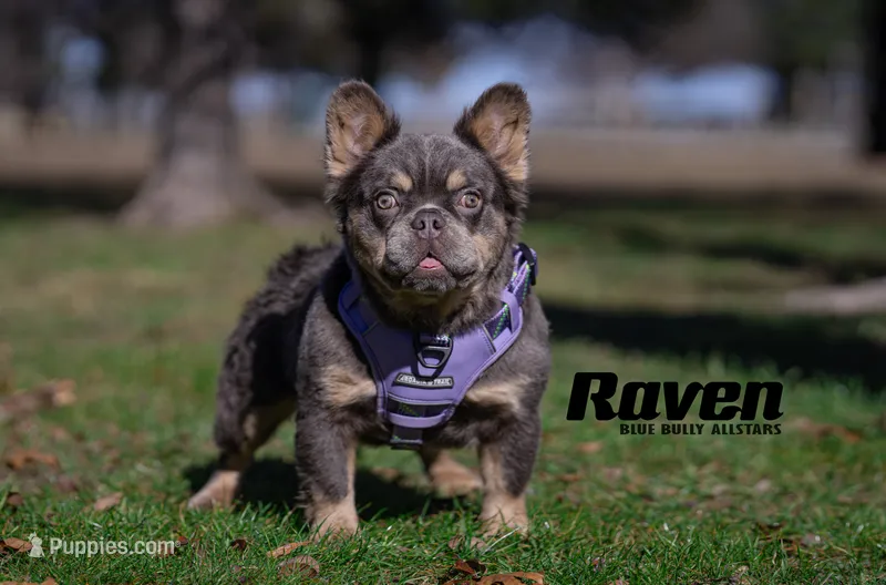 Raven (AKC REG.) – French Bulldog puppy for sale in Dallas, TX