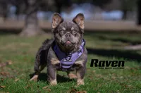 Raven (AKC REG.), a female French Bulldog for sale in Dallas, TX – 1 of 2