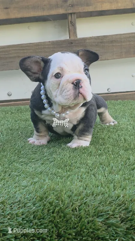 Panda Girl – American Bully puppy for sale in Dallas, TX