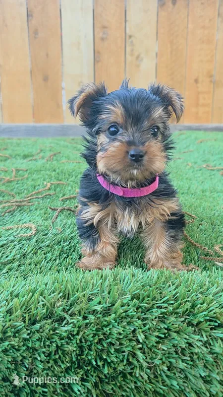 Margarita – Yorkshire Terrier puppy for sale in Dallas, TX