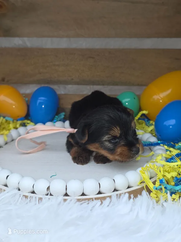 Brandy – Yorkshire Terrier puppy for sale in Dallas, TX