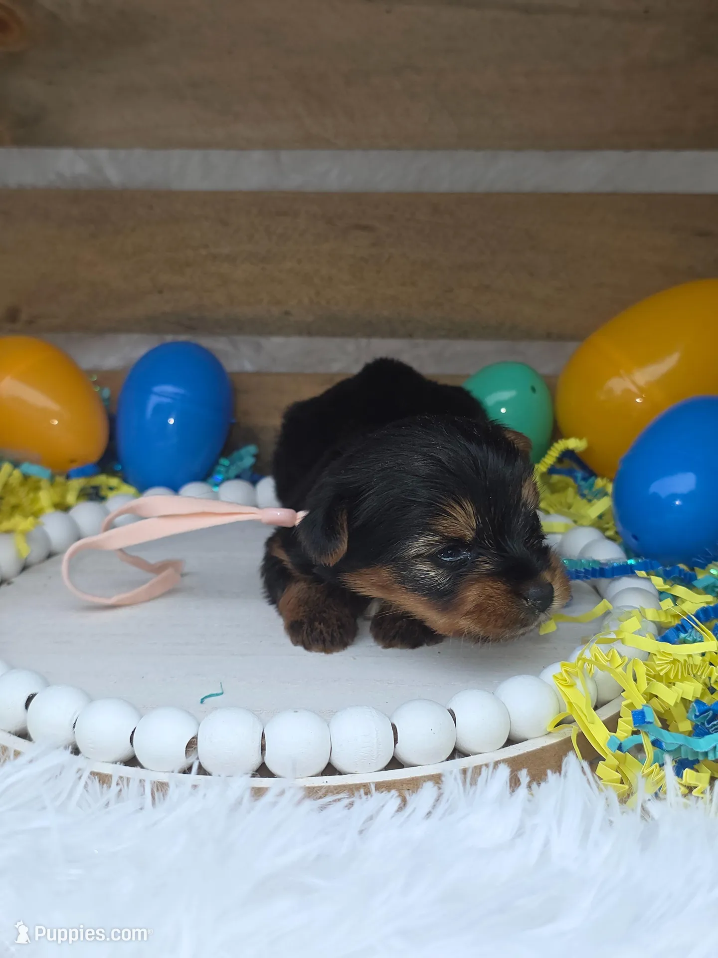 Brandy, a female Yorkshire Terrier for sale in Dallas, TX – Photo 1 of 3