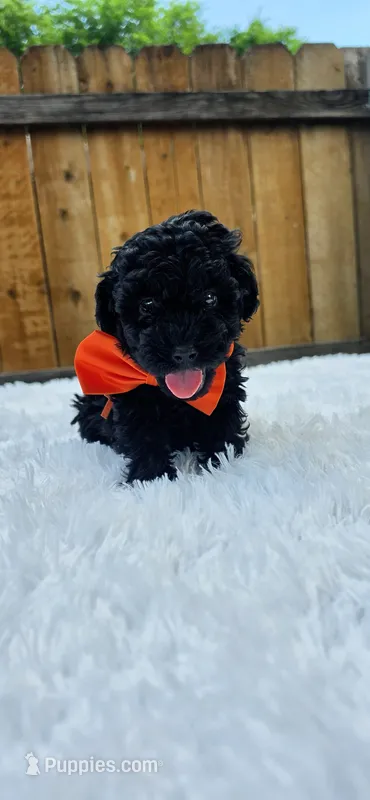 Male Poodle - Orange – Poodle - Miniature  puppy for sale in Dallas, TX
