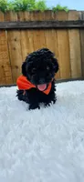 Male Poodle - Orange, a male Poodle - Miniature  for sale in Dallas, TX – 1 of 3