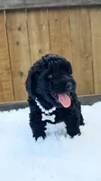 White Collar, a female Poodle - Miniature  for sale in Dallas, TX – 2 of 3