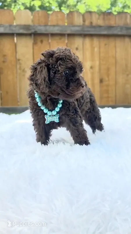 Teal Collar – Poodle - Miniature  puppy for sale in Dallas, TX