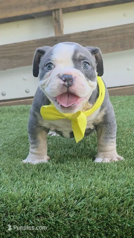 Yellow Boy – American Bully puppy for sale in Dallas, TX