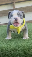 Yellow Boy, a male American Bully for sale in Dallas, TX – 1 of 2