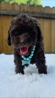 Teal Collar, a female Poodle - Miniature  for sale in Dallas, TX – 3 of 3