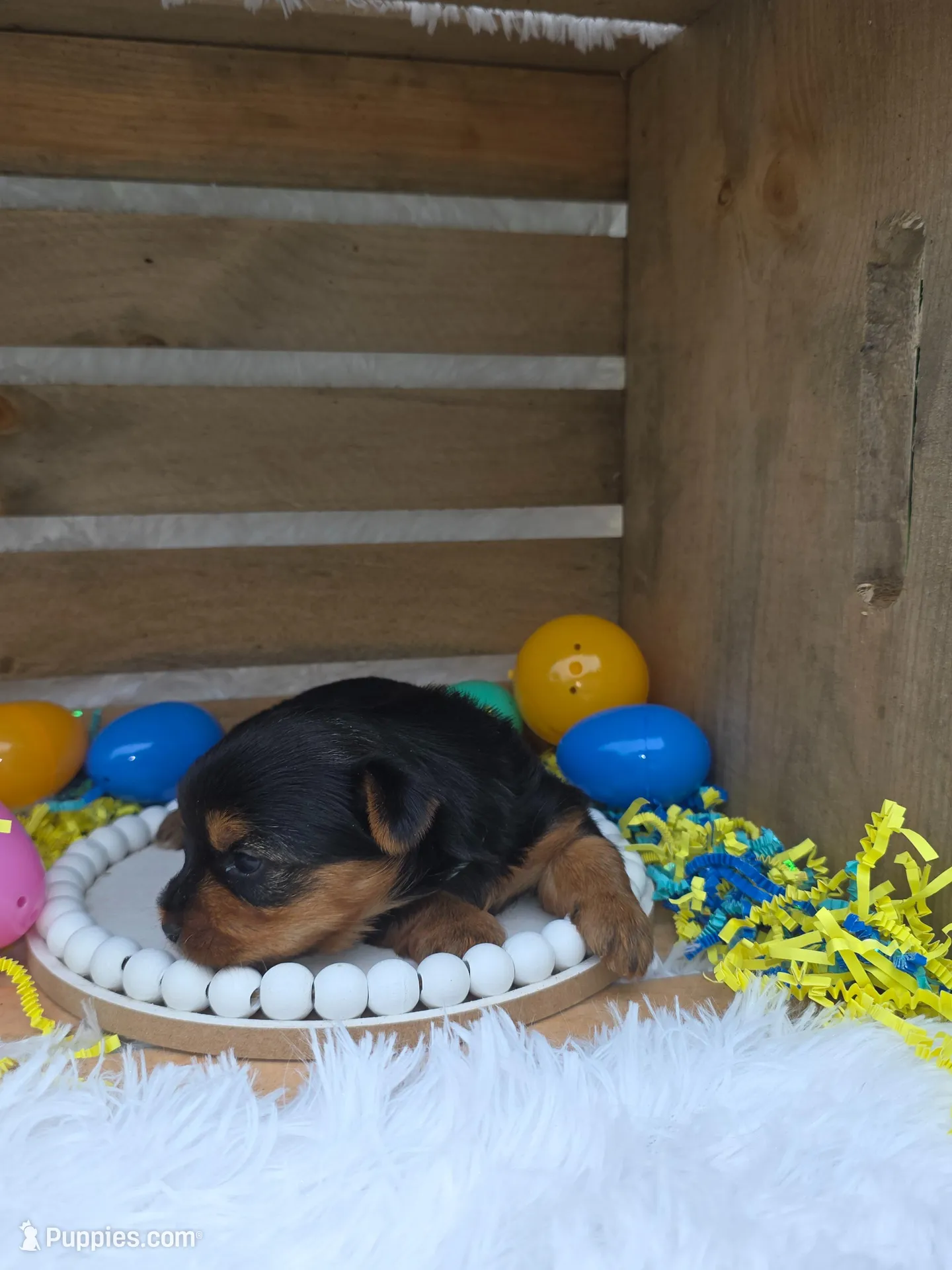 Paloma, a female Yorkshire Terrier for sale in Dallas, TX – Photo 2 of 3