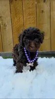 Purple Collar, a female Poodle - Miniature  for sale in Dallas, TX – 2 of 3