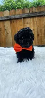 Male Poodle - Orange, a male Poodle - Miniature  for sale in Dallas, TX – 2 of 3