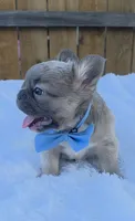 Clyde (Fluffy Frenchie), a male French Bulldog for sale in Dallas, TX – 2 of 4