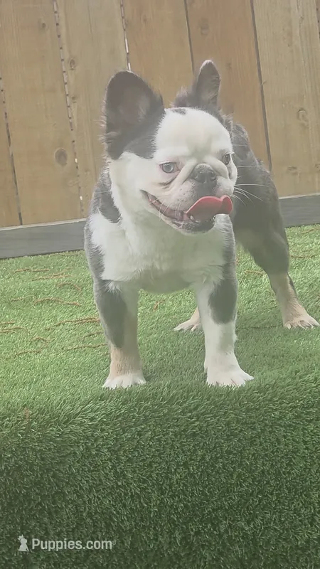 SUKI – French Bulldog puppy for sale in Dallas, TX