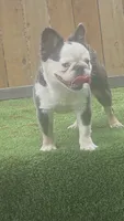SUKI, a female French Bulldog for sale in Dallas, TX – 1 of 1