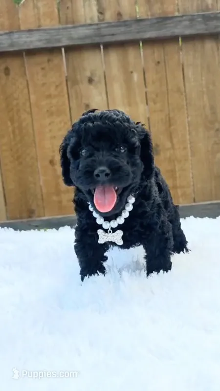 White Collar – Poodle - Miniature  puppy for sale in Dallas, TX