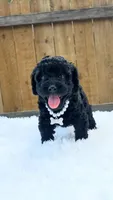 White Collar, a female Poodle - Miniature  for sale in Dallas, TX – 1 of 3