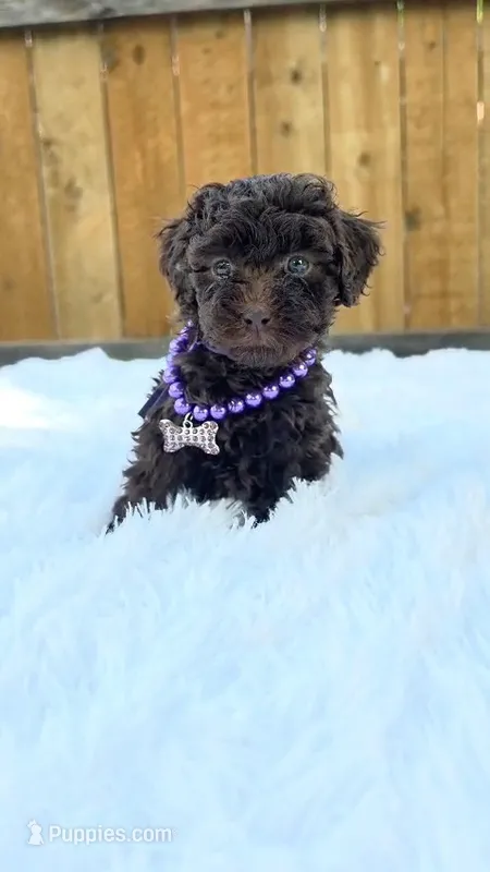 Purple Collar – Poodle - Miniature  puppy for sale in Dallas, TX