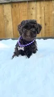 Purple Collar, a female Poodle - Miniature  for sale in Dallas, TX – 1 of 3