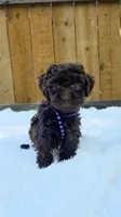 Purple Collar, a female Poodle - Miniature  for sale in Dallas, TX – 3 of 3