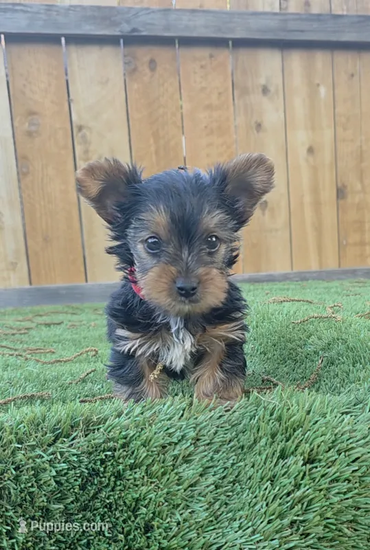Mojito – Yorkshire Terrier puppy for sale in Dallas, TX