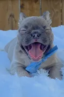 Clyde (Fluffy Frenchie), a male French Bulldog for sale in Dallas, TX – 4 of 4