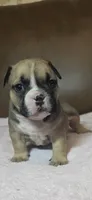 Black Mask Female, a female American Bully for sale in Dallas, TX – 3 of 3