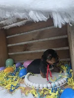 Mojito, a male Yorkshire Terrier for sale in Dallas, TX – Photo 3 of 3