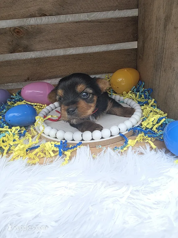 Mojito – Yorkshire Terrier puppy for sale in Dallas, TX