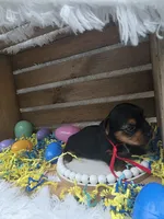 Mojito, a male Yorkshire Terrier for sale in Dallas, TX – Photo 2 of 3