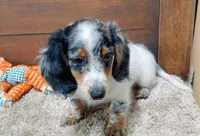 Dallas , a male Miniature Dachshund for sale in Grovespring, MO – Photo 5 of 5