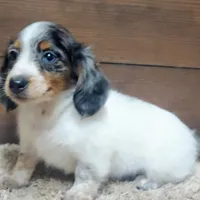 Dallas , a male Miniature Dachshund for sale in Grovespring, MO – Photo 1 of 5