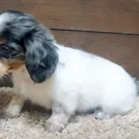 Dallas , a male Miniature Dachshund for sale in Grovespring, MO – Photo 2 of 5