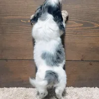 Dallas , a male Miniature Dachshund for sale in Grovespring, MO – Photo 4 of 5