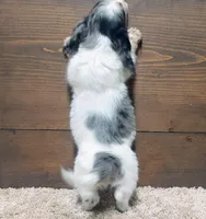 Dallas , a male Miniature Dachshund for sale in Grovespring, MO – Photo 4 of 4