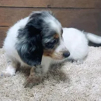 Dallas , a male Miniature Dachshund for sale in Grovespring, MO – Photo 3 of 5