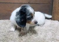 Dallas , a male Miniature Dachshund for sale in Grovespring, MO – Photo 3 of 4