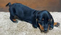 Sam, a male Miniature Dachshund for sale in Grovespring, MO – Photo 2 of 3