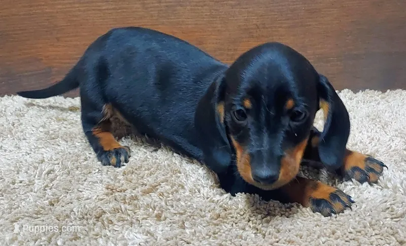 Sam, a male Miniature Dachshund for sale in Grovespring, MO – Photo 1 of 3