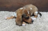 Joy, a female Miniature Dachshund for sale in Grovespring, MO – Photo 1 of 3