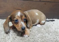 Joy, a female Miniature Dachshund for sale in Grovespring, MO – Photo 2 of 3