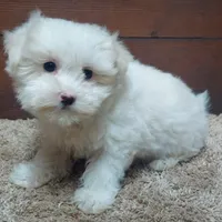 Kip, a male Maltese for sale in Grovespring, MO – Photo 1 of 3