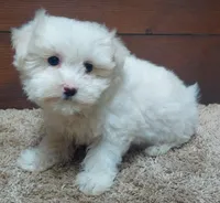 Kip, a male Maltese for sale in Grovespring, MO – Photo 1 of 3