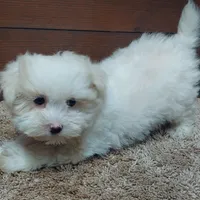 Kip, a male Maltese for sale in Grovespring, MO – Photo 3 of 3