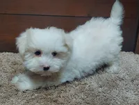 Kip, a male Maltese for sale in Grovespring, MO – Photo 3 of 3