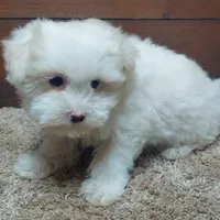 Kip, a male Maltese for sale in Grovespring, MO – Photo 2 of 3