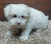 Kip, a male Maltese for sale in Grovespring, MO – Photo 2 of 3