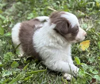 Bella, a female Border Collie for sale in New Castle, KY – 5 of 5