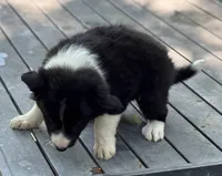 Patty, a female Border Collie for sale in New Castle, KY – 2 of 5