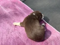 Mikey, a male Border Collie for sale in New Castle, KY – Photo 3 of 4